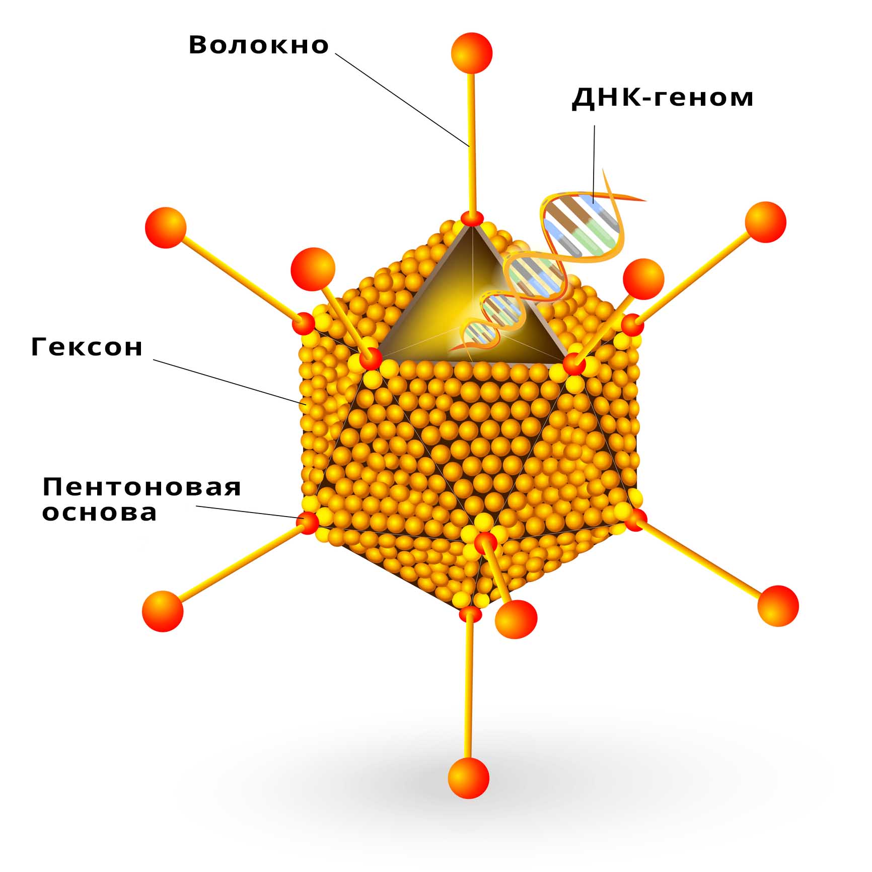 Распространенность